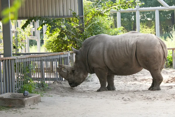 Носорог ест в клетке в зоопарке. — стоковое фото