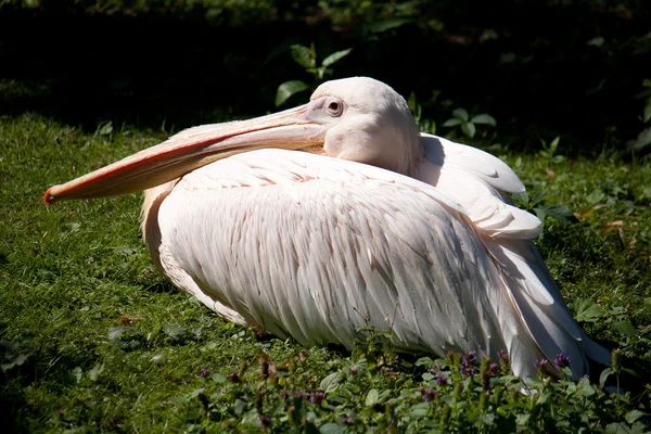 Pelican resting on the grass — Stock Photo, Image