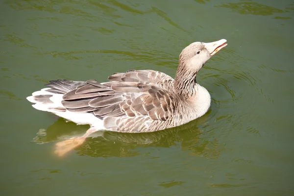 stock image Grey duck swims in the lake