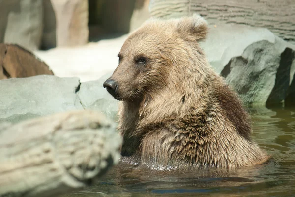Brun bjørn sidder i vandet - Stock-foto