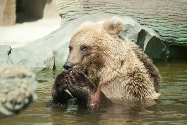 Brown bear sits in the water — Stock Photo, Image