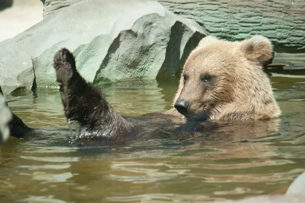 Brown bear sits in the water — Stock Photo, Image