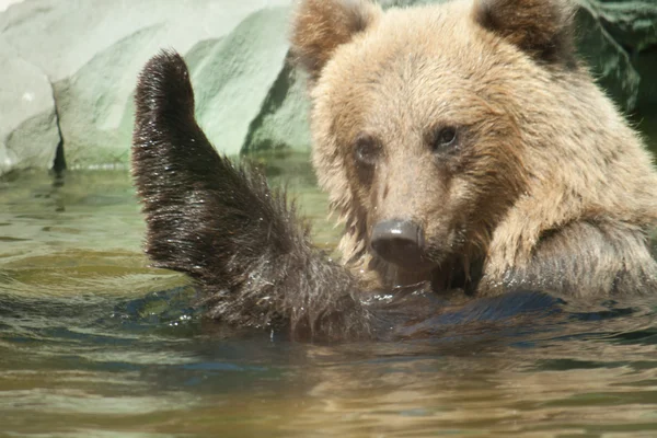 Medvěd hnědý sedí ve vodě — Stock fotografie
