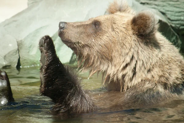 Medvěd hnědý sedí ve vodě — Stock fotografie