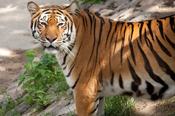 stock image Beautiful tiger looks in the picture