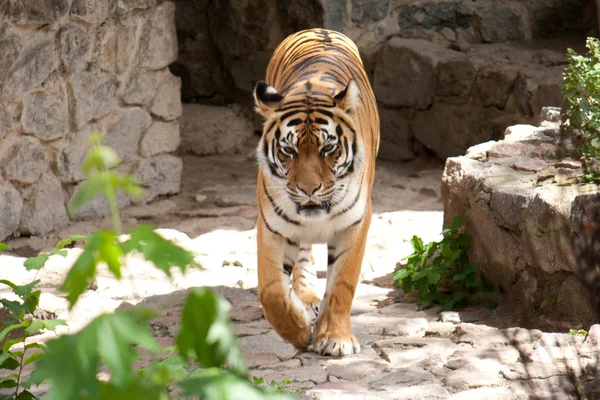 Beautiful tiger goes on — Stock Photo, Image