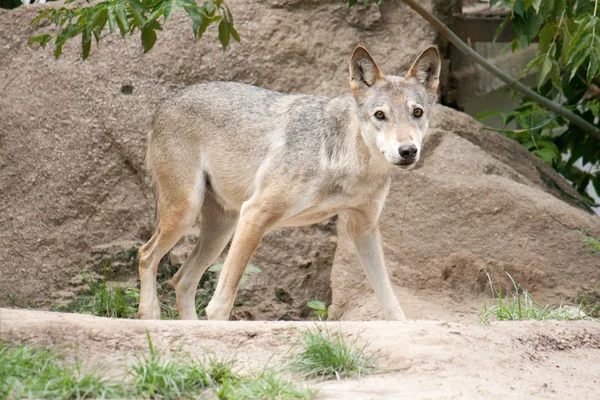 Dünner junger Wolf wandert in der Natur — Stockfoto