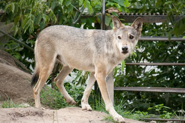 Тонкий молодой волк ходит по природе — стоковое фото