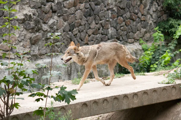 Тонкий молодой волк ходит по природе — стоковое фото
