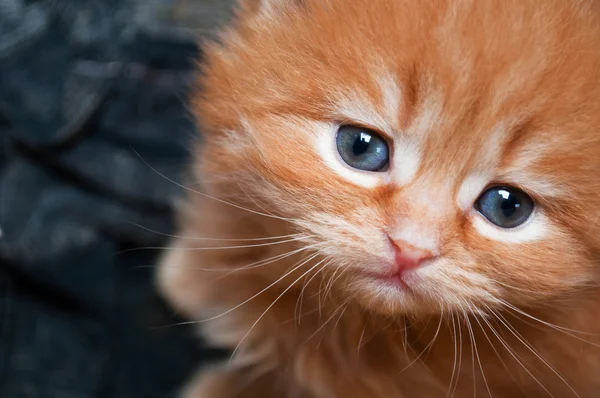 Üzgün kedi — Stok fotoğraf