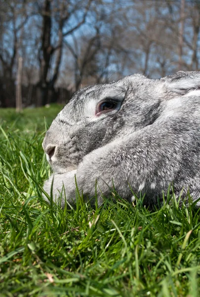 Groß und graue Kaninchen auf grünem Gras — Stockfoto