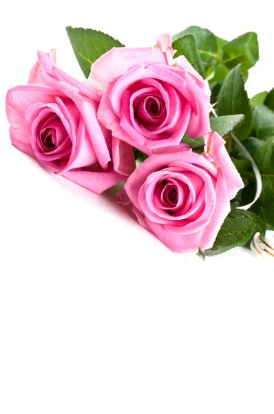 Rosa färska rosor — Stockfoto