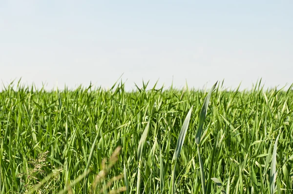 stock image Green grass and clear sky