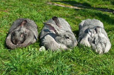 üç büyük tavşan