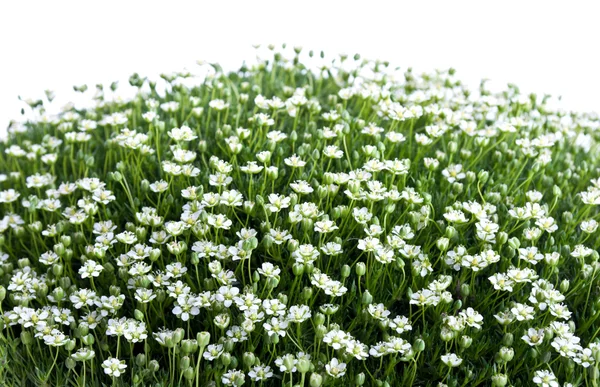 Groen gras en bloemen — Stockfoto