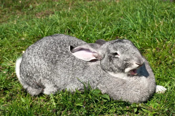 잔디에 귀여운 재미 있는 토끼 — 스톡 사진
