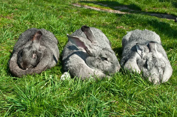 Drei große Kaninchen — Stockfoto