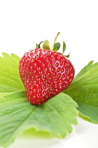 Fresh strawberry on a green leaf — Stock Photo, Image
