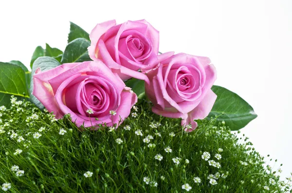 Розовые розы на зеленой траве — стоковое фото