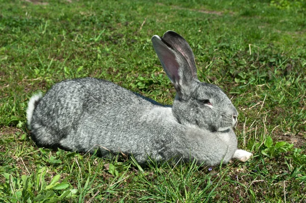 Große Säugetier Kaninchen — Stockfoto