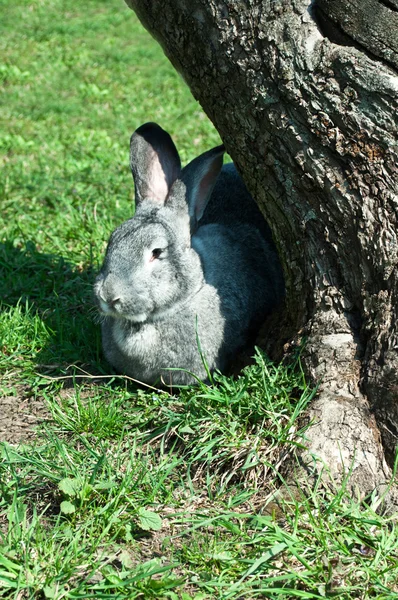 큰 포유 동물 토끼 — 스톡 사진