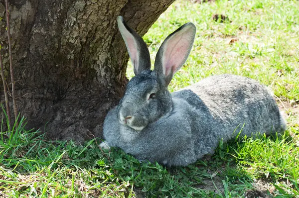 Große Säugetier Kaninchen — Stockfoto