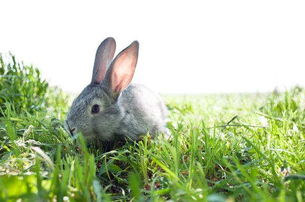 Маленький кролик ссавців — стокове фото