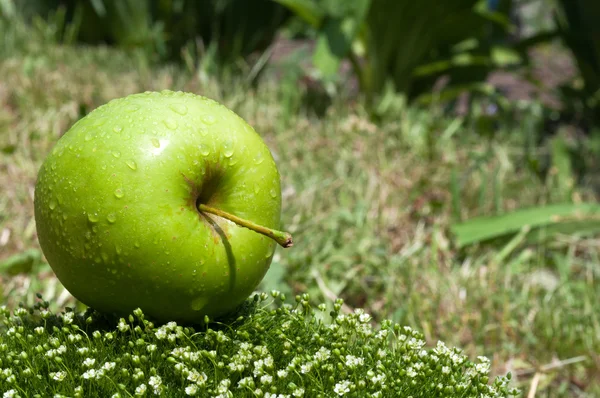 Verse apple op een groen gras — Stockfoto
