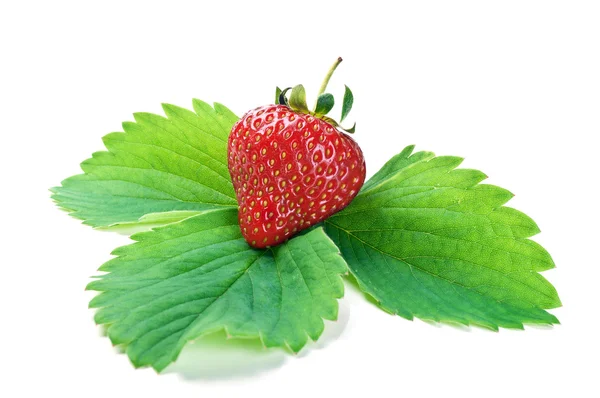 stock image Fresh strawberry on a green leaf