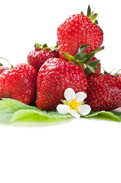 Färska jordgubbar på ett grönt blad — Stockfoto