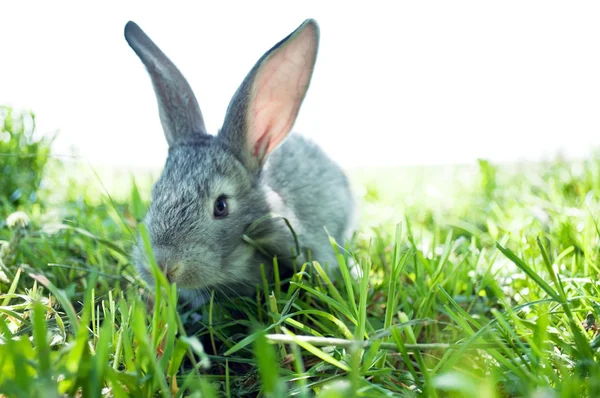 小さい哺乳類ウサギ — ストック写真