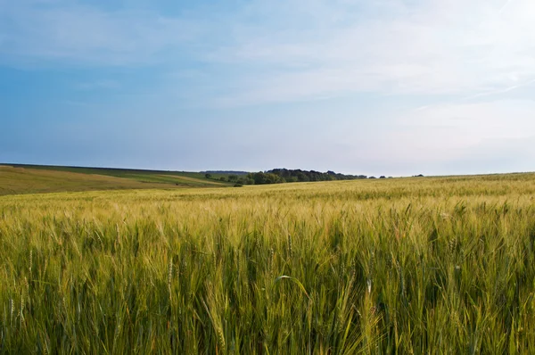 stock image Green wheat field and sky