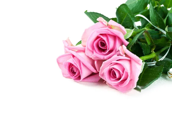 Rosa frische Rosen — Stockfoto