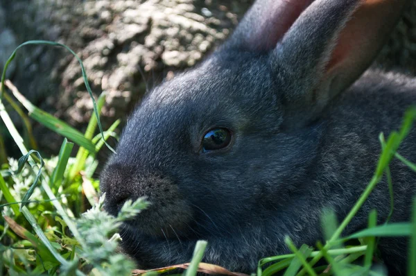 Små däggdjur kanin på ett gräs — Stockfoto