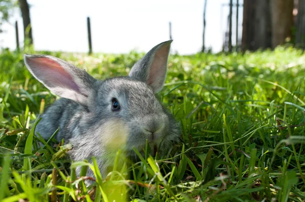 Маленький кролик млекопитающих — стоковое фото