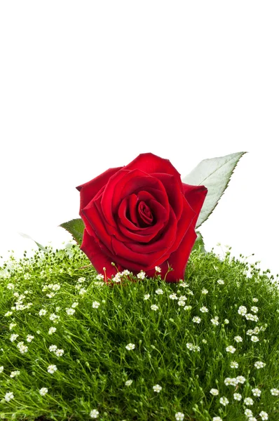 Rode rozen op groen gras — Stockfoto
