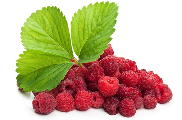 Fresh raspberry and green leaf — Stock Photo, Image