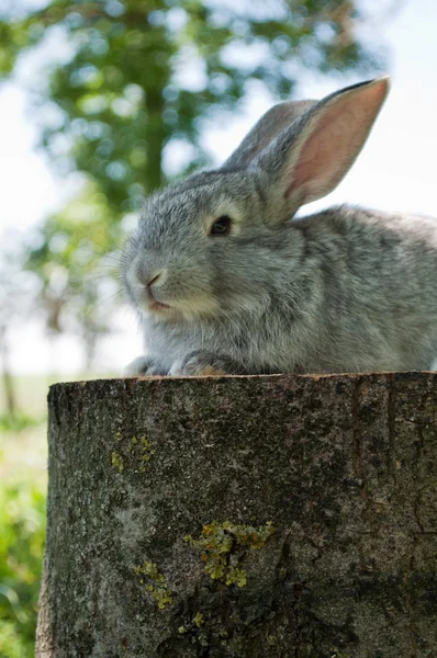 Lilla däggdjur kanin — Stockfoto