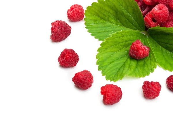 Fresh raspberry and green leaf - Stock-foto
