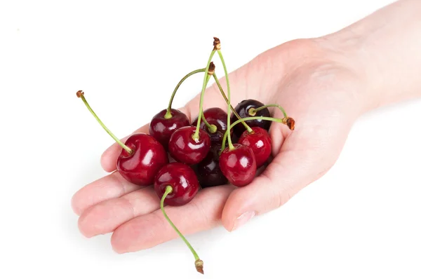 Świeżych wiśni w ręku — Zdjęcie stockowe