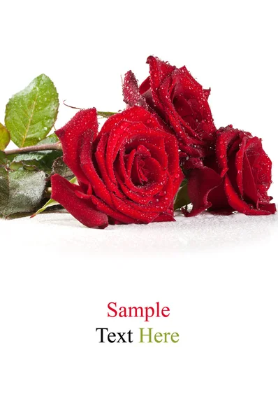 Rote Rosen mit Wassertropfen — Stockfoto