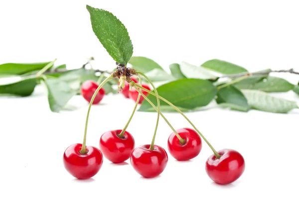 Czerwony świeżych wiśni i liść — Zdjęcie stockowe