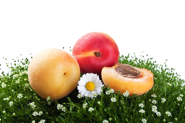 Čerstvé meruňky na zelené trávě — Stock fotografie