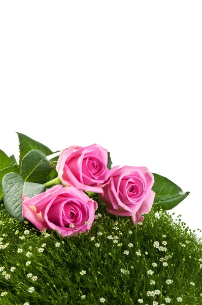 Rosas cor de rosa na relva verde — Fotografia de Stock