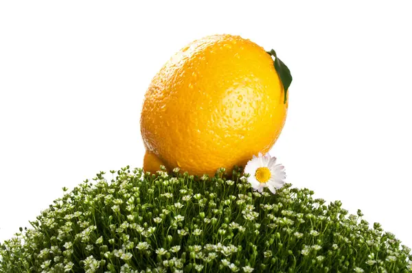 Свежий Лимон на зеленой траве — стоковое фото
