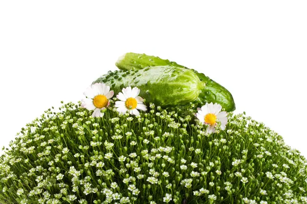 Pepino fresco em uma grama verde — Fotografia de Stock