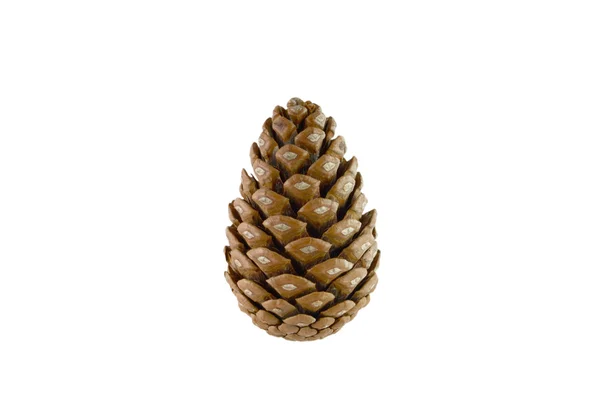 stock image Pine cone isolated on white