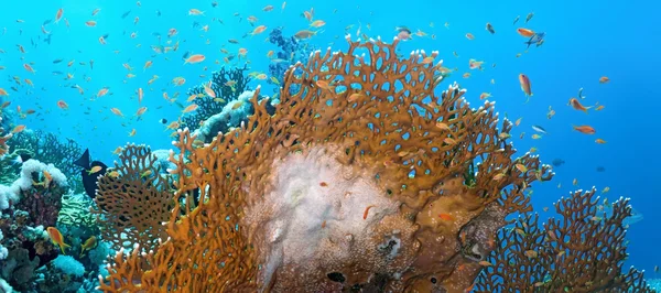 Szenenpanorama aus Korallen — Stockfoto