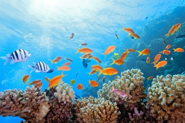 Coral scene on the reef clipart