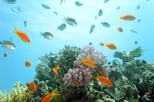 Escena de coral en el arrecife — Foto de Stock